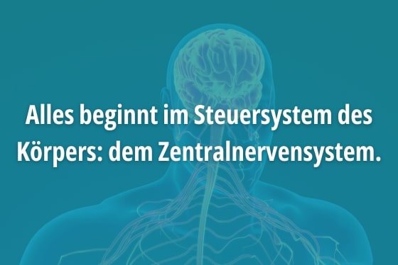 ZNS: Steuerzentrale des Körpers