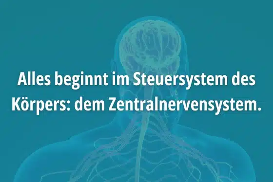 ZNS: Steuerzentrale des Körpers