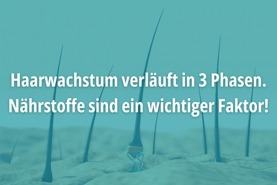 Haarwachstum verläuft in 3 Phasen