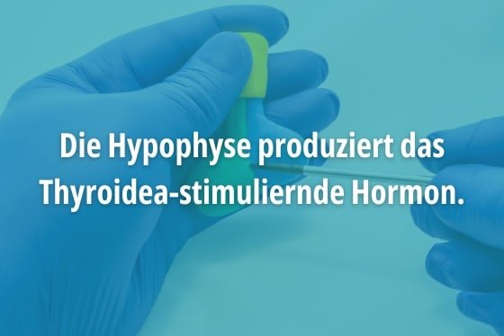 Hypophyse produziert TSH