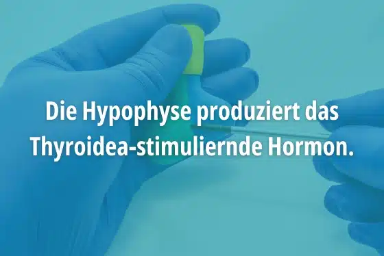 Hypophyse produziert TSH