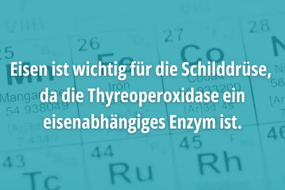 Eisen ist wichtig für die Schilddrüse, da die Thyreoperoxidase ein eisenabhängiges Enzym ist.