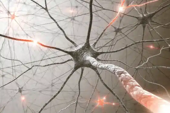 Nervensystem, Synapsen